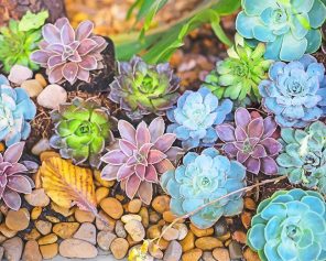 Lotus Succulents Paint By Numbers