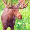 Alaska Moose Paint By Numbers