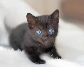 Baby Cat With Blue Eyes Paint By Numbers
