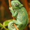 Green Chameleon Paint By Numbers