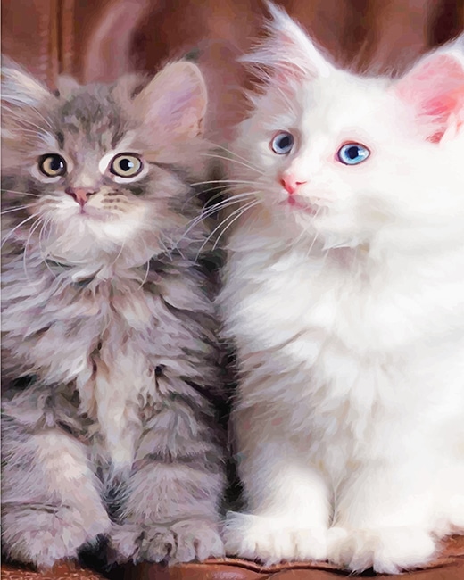 White And Grey Kitties Paint By Numbers
