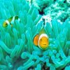 Clown Fish In Coral Reef Paint By Numbers