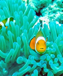 Clown Fish In Coral Reef Paint By Numbers
