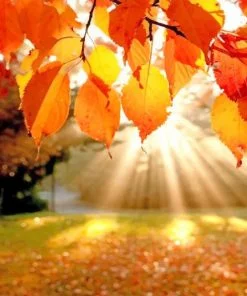 Fall Leaves Paint By Numbers