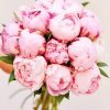 Pink Peony Bouquet Paint By Numbers