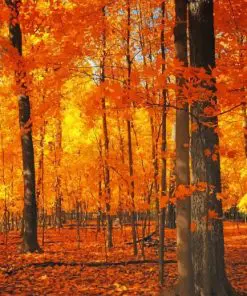 Autumn Forest Trees Paint By Numbers
