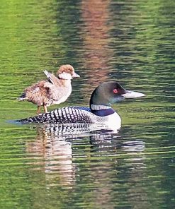 Loon And Duckling Paint By Numbers