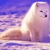 Snow Arctic Fox Paint By Numbers