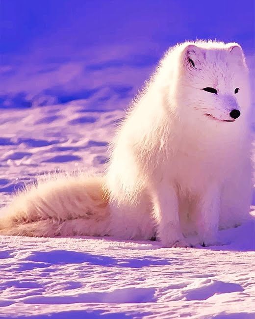 Snow Arctic Fox Paint By Numbers