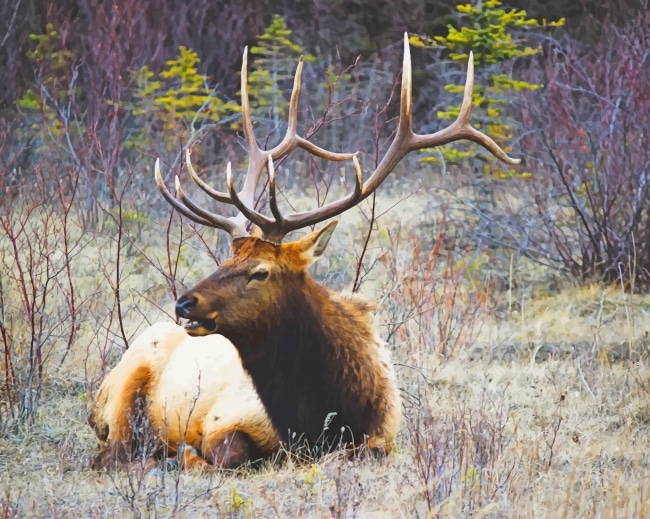 Wildlife Moose Paint By Numbers