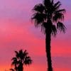 Palms Silhouette Paint By Numbers