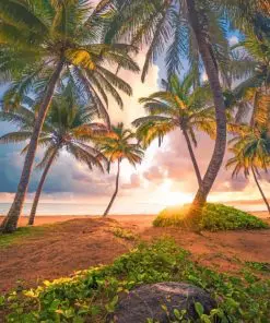 Tropical Paradise Paint By Numbers
