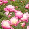 Pink Herbaceous Peony Paint By Numbers