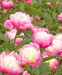 Pink Herbaceous Peony Paint By Numbers
