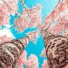 Cherry Blossom Trees Paint By Numbers