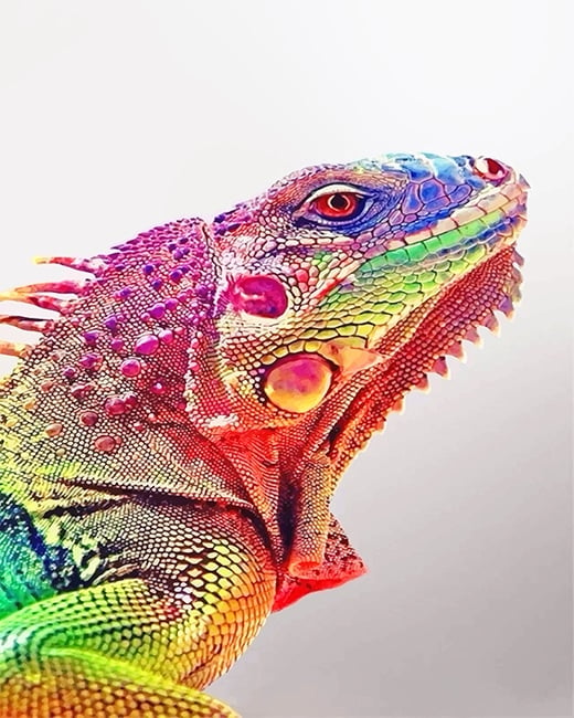 Rainbow Iguana Paint By Numbers