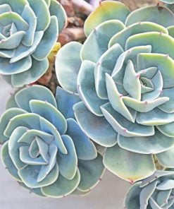 Succulents Plant Paint By Numbers