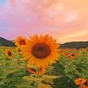 Sunflowers Field Paint By Numbers