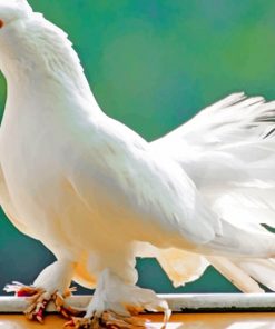 White Pigeon Bird Paint By Numbers