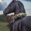 Black Horse paint by number