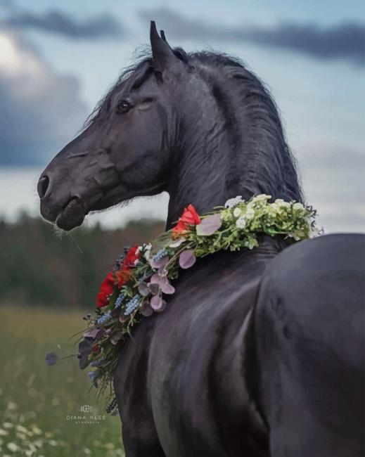 Black Horse Paint By Numbers