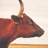 Ankole Watusi Cattle Paint By Numbers