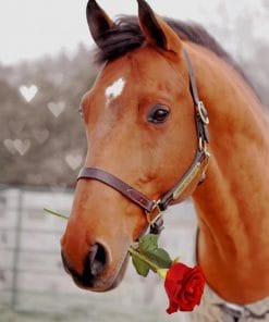 Horse Holding Rose Paint By Numbers
