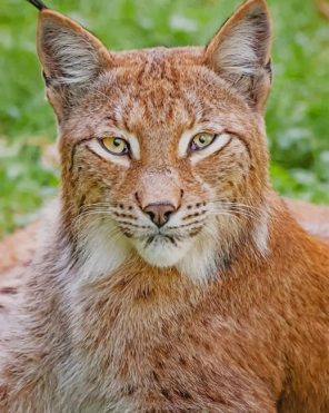 Eurasian Lynx Paint By Numbers