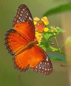 Red Lacewing Butterfly Paint By Numbers