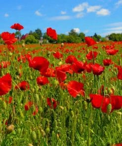 Poppy Flowers Field Paint By Numbers