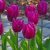 Purple Tulips paint by numbers