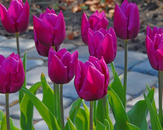 Purple Tulips Paint By Numbers