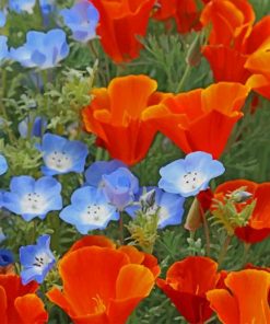 Red and Blue Poppy Flowers paint by numbers