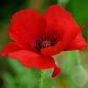Red Poppy Flower paint by numbers