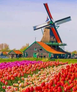 Amsterdam Tulip Field Paint By Numbers