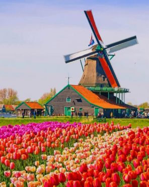 Amsterdam Tulip Field Paint By Numbers