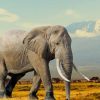 Wildlife Elephant Paint By Numbers