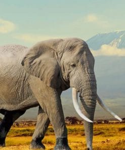 Wildlife Elephant Paint By Numbers