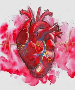 Human Heart paint by numbers