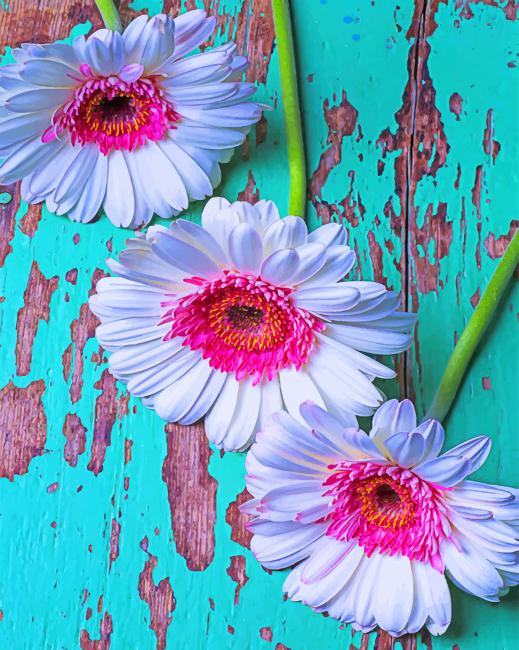 White Pink Daisies Paint By Numbers