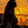 Cat At Sunset Paint By Numbers