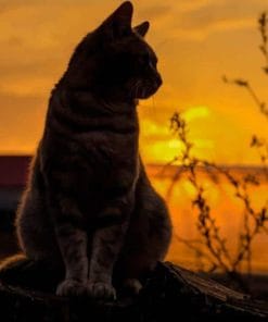 Cat At Sunset Paint By Numbers