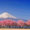 Fuji And Cherry Blossoms Paint By Numbers