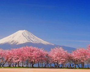 Fuji And Cherry Blossoms Paint By Numbers