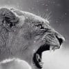 Black And White Lioness Paint By Numbers