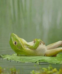 Frog Laying On A Lily Pad paint by numbers