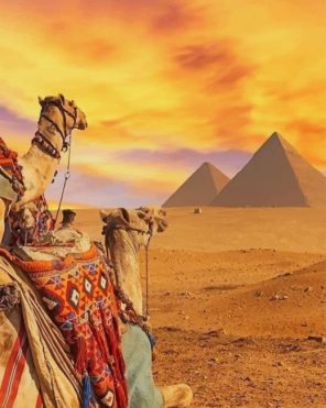 Camels In Pyramids Desert Paint By Numbers