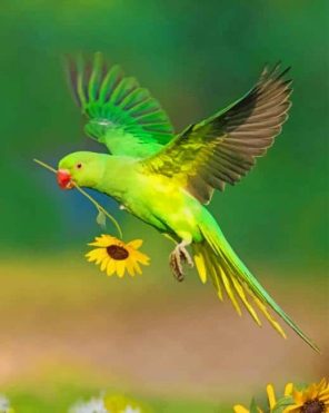 Green Parrot And Sunflower paint by numbers