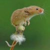 Harvest Mouse paint by numbers