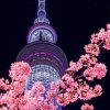 Night Tokyo Skytree Sakura paint by numbers